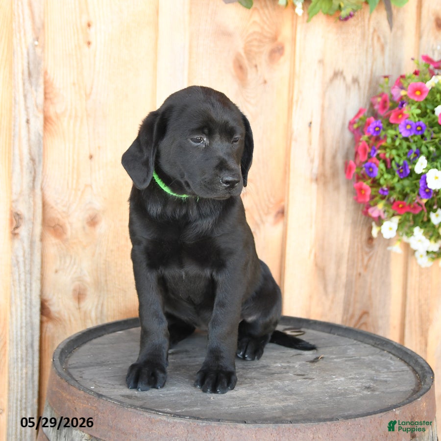 Labrador Retriever dogs Ebony - Ad 2