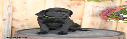 Labrador Retriever dogs for sale: Ebony - Ad 2