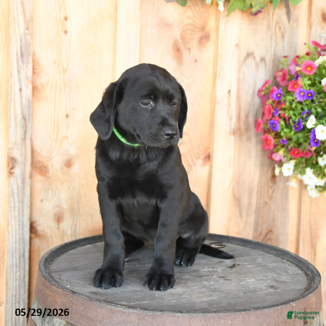 Labrador Retriever dogs for sale: Ebony - Ad 2