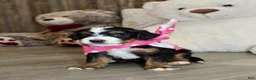 Mini Bernedoodle dogs for sale: Brair - Ad 5