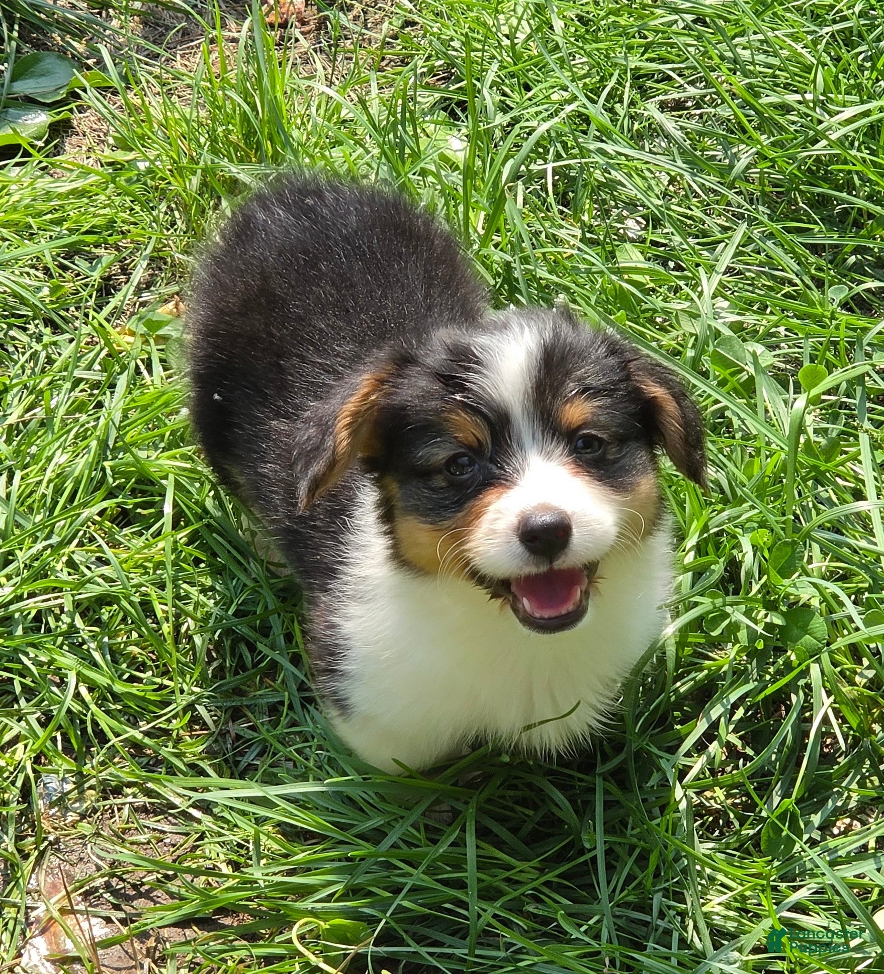 Welsh Corgi Pembroke dogs Muffin the fluffy - Ad 2