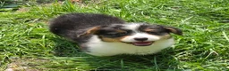 Welsh Corgi Pembroke dogs for sale: Muffin the fluffy - Ad 2