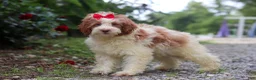 Mini Bernedoodle dogs for sale: Rain - Ad 3