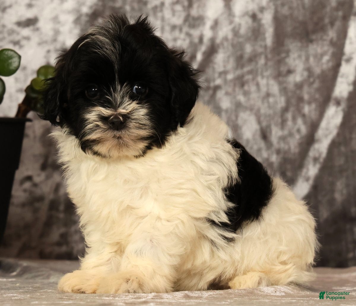 Havapoo dogs Spencer - Ad 1
