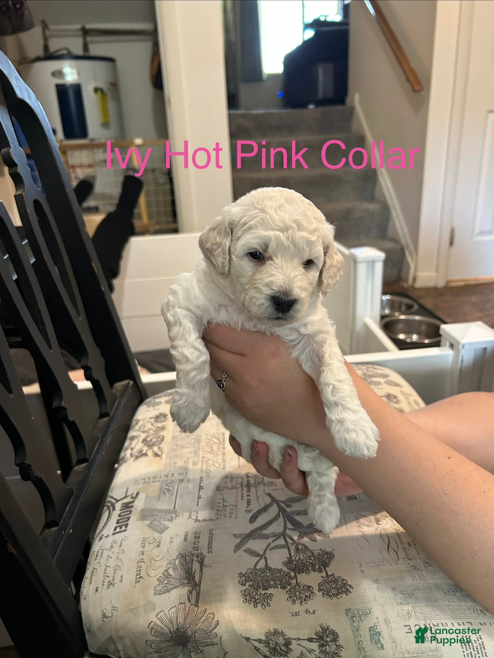 Goldendoodle dogs Ivy Hot Pink Female Goldendoodle  - Ad 5
