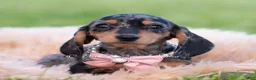 Miniature Dachshund dogs for sale: Daisy AKC - Ad 3