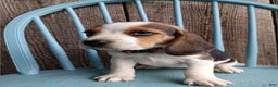 Beagle dogs for sale: Reisin - Ad 5