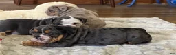English Bulldog dogs for sale: Loverboy - Ad 6
