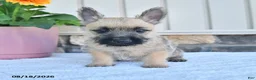 Cairn Terrier dogs for sale: Benson - Ad 3