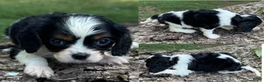 Cavalier King Charles Spaniel 4