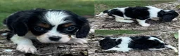 Cavalier King Charles Spaniel dogs for sale: Cavalier King Charles Spaniel 4 - Ad 1