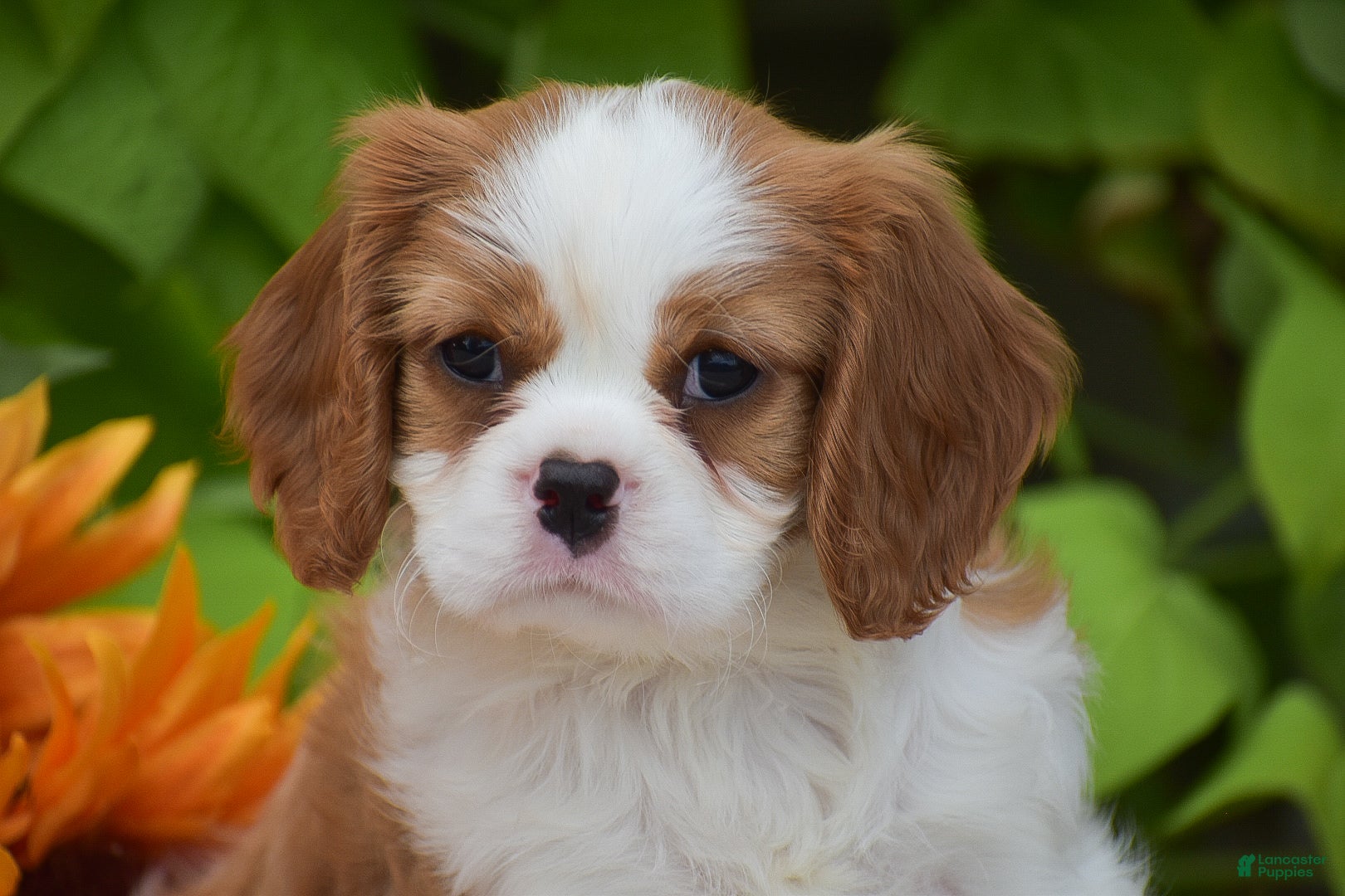 Cavalier King Charles Spaniel dogs Jackson - Ad 2