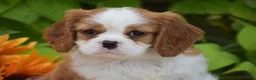 Cavalier King Charles Spaniel dogs for sale: Jackson - Ad 2