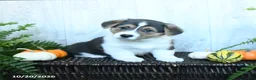 Welsh Corgi Pembroke dogs for sale: Keith - Ad 3