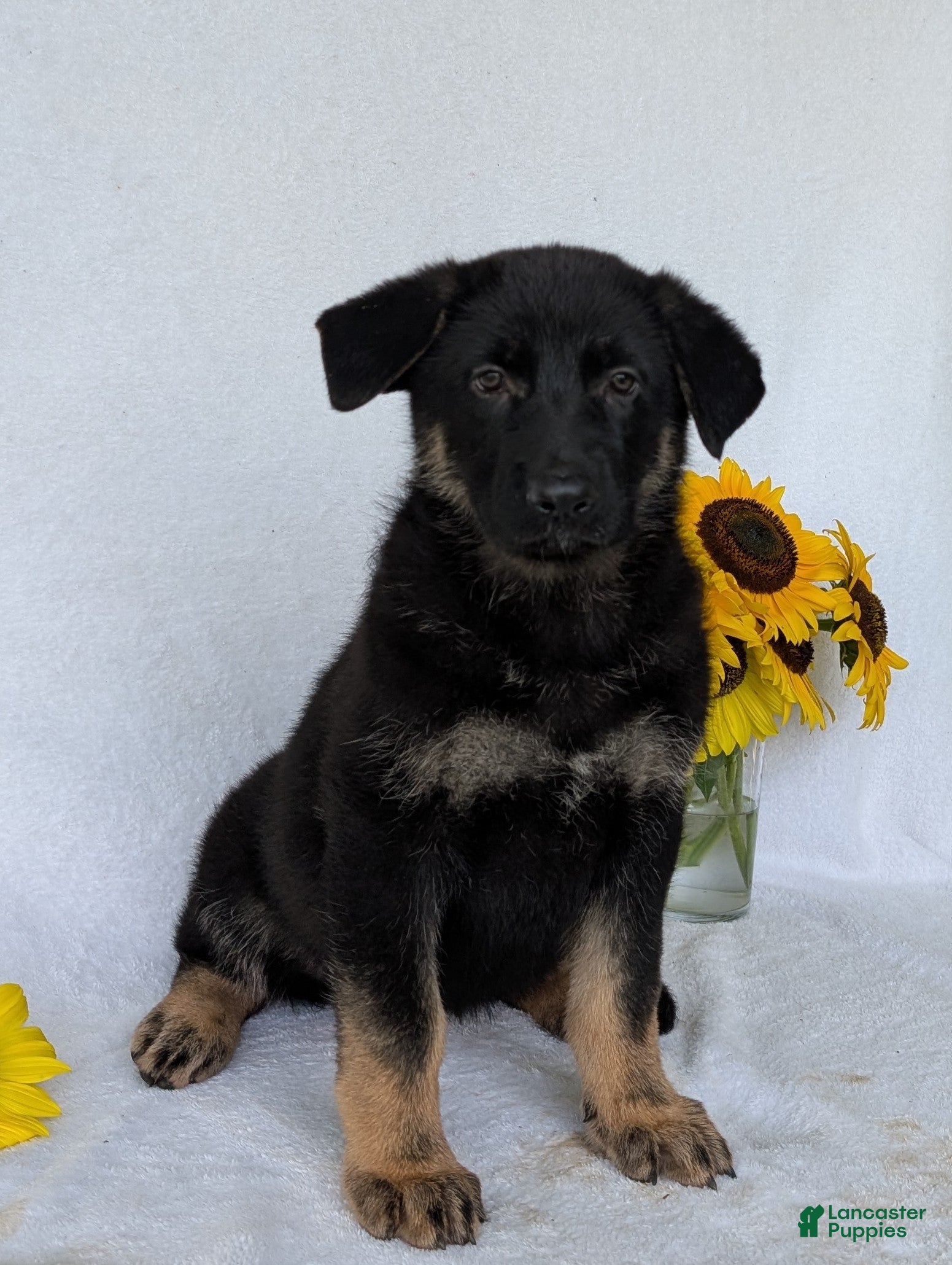 German Shepherd dogs Beauty  - Ad 1