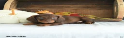 Miniature Dachshund dogs for sale: Dallas - Ad 3