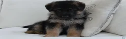 German Shepherd dogs for sale: German Shepherd Blue Collar Male Pick of Liter! - Ad 16
