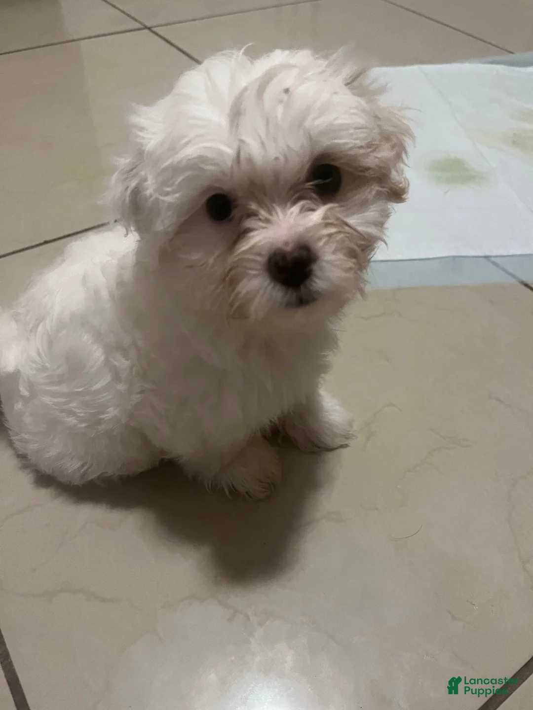 Mixed Breed dogs for sale: Zoe - Ad 2