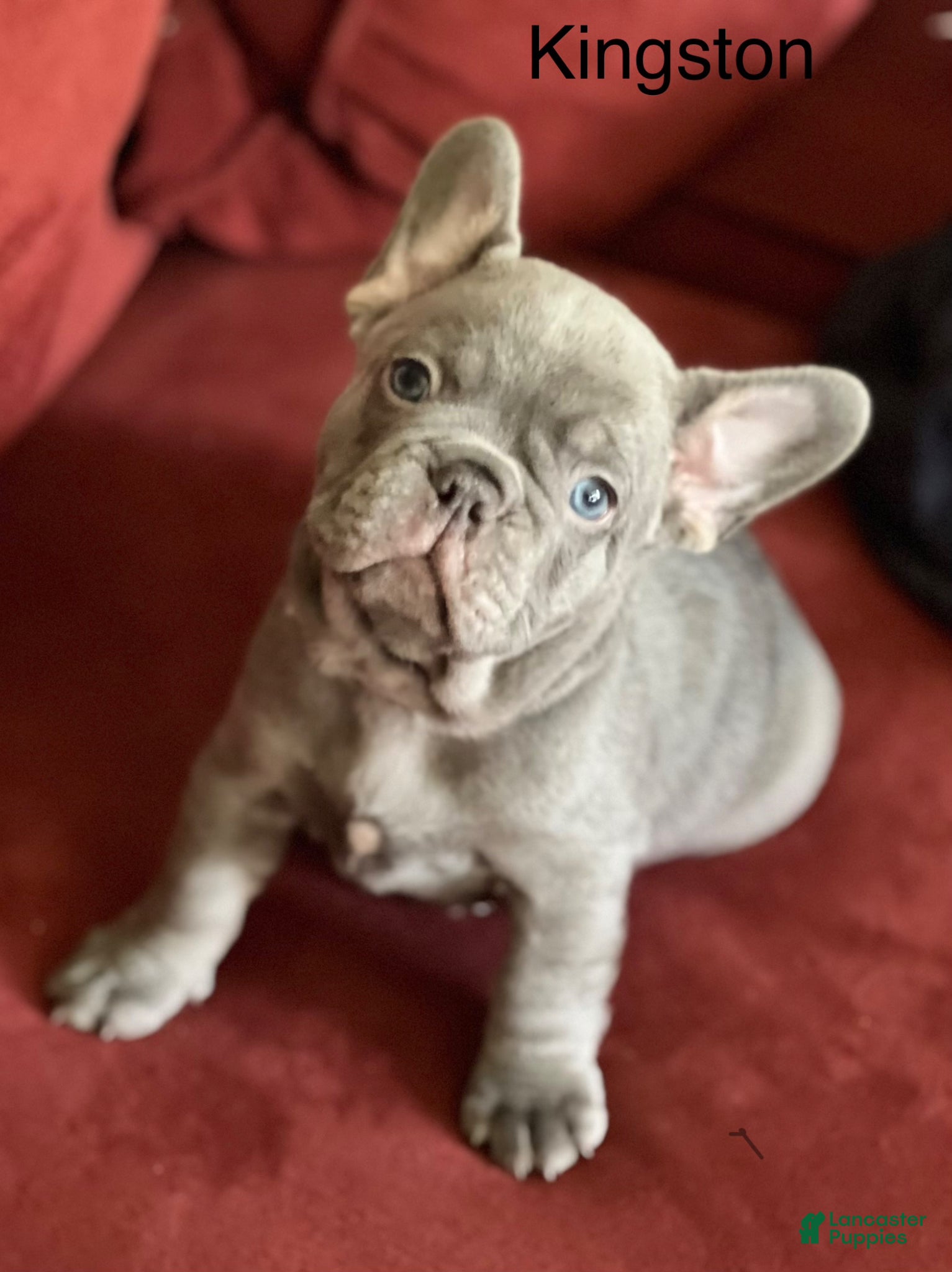 French Bulldog dogs Kingston  - Ad 42