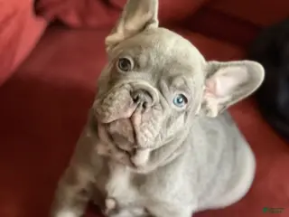 French Bulldog dogs Kingston - Ad 42