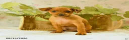 Miniature Pinscher dogs for sale: Ruger - Ad 3