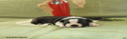 Boston Terrier dogs for sale: Dancer - Ad 4