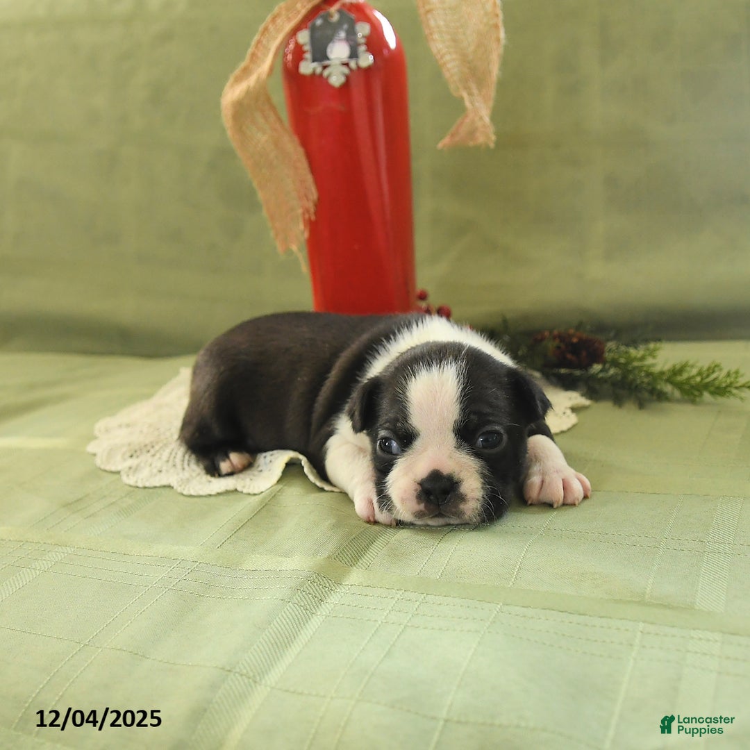 Boston Terrier dogs for sale: Dancer - Ad 4