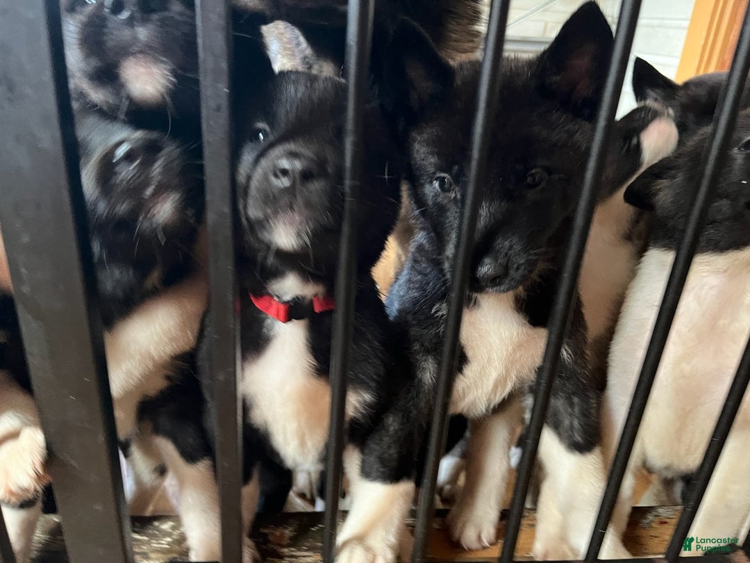 Akita dogs for sale: Akita Puppy 1 - Ad 16