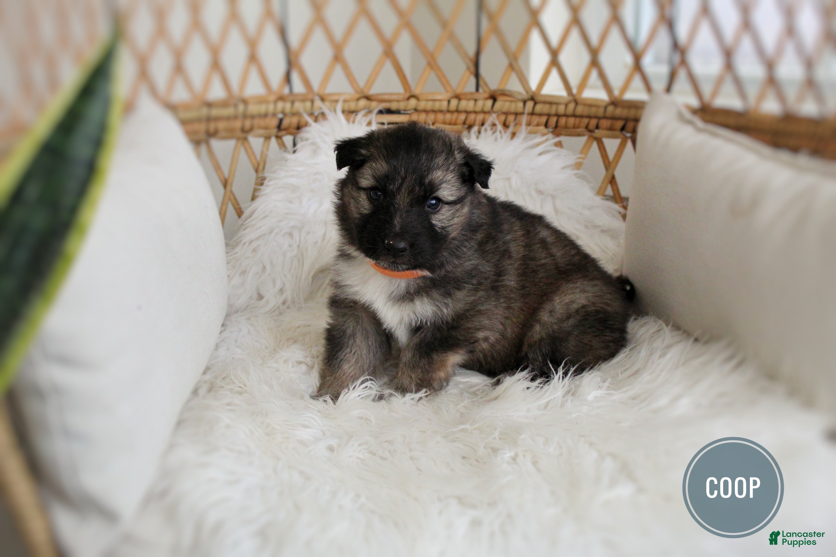 Mixed Breed dogs Coop - Ad 1