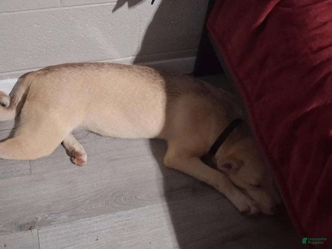 Siberian Husky dogs for sale: Siberian Husky 1 - Ad 2