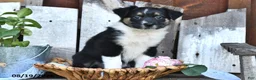 Australian Shepherd dogs for sale: Tina - Ad 3