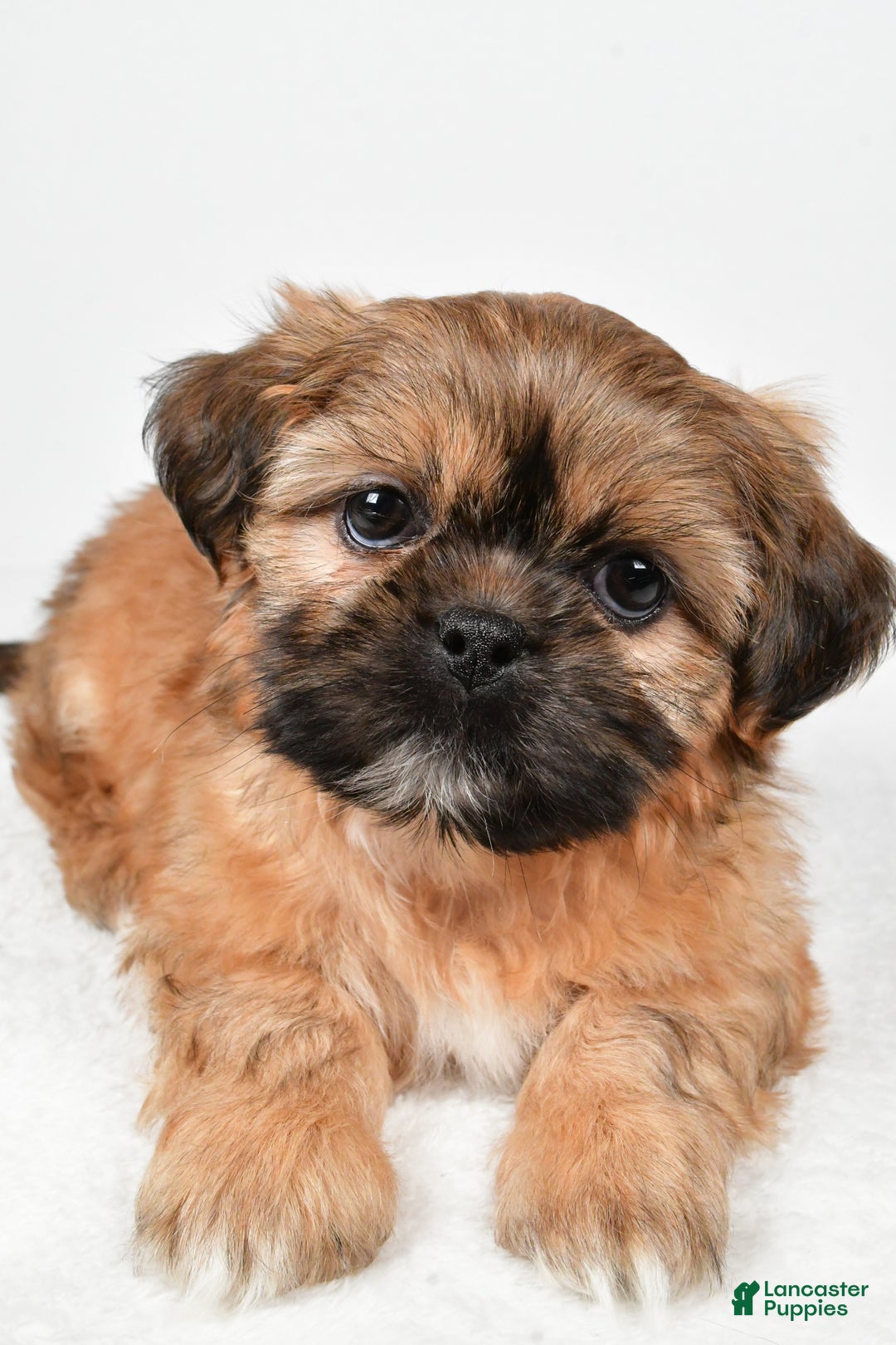 Shih Tzu dogs for sale: Winchester - Ad 7