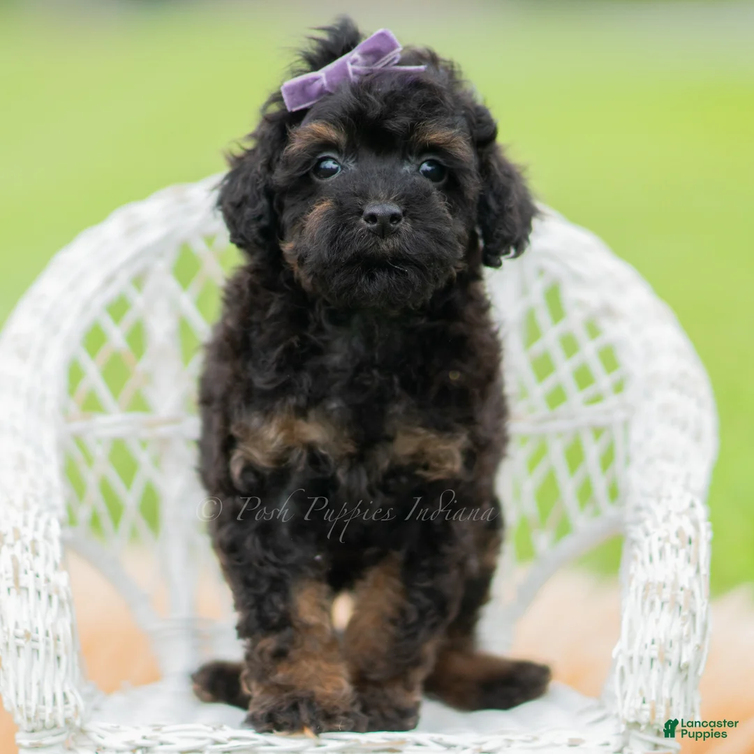 Toy Poodle dogs for sale: Trixie AKC - Ad 2