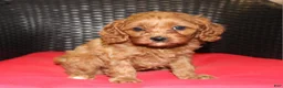 Cavapoo dogs for sale: Sally - Ad 2