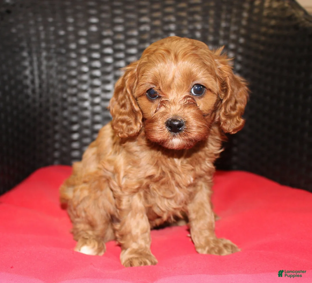 Cavapoo dogs for sale: Sally - Ad 2