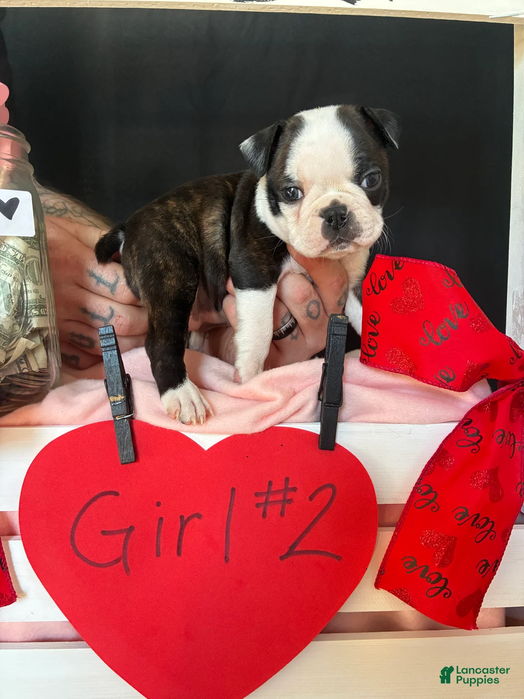Boston Terrier dogs for sale: Boston Terrier Puppy 4 - Ad 2