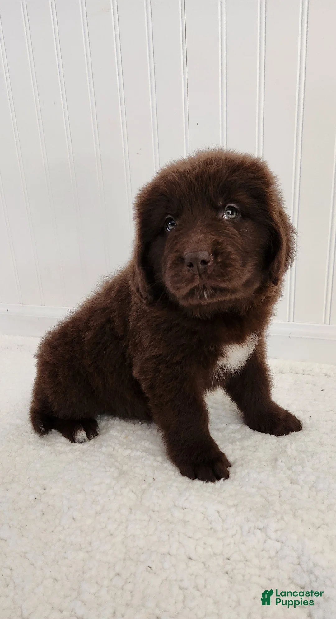 Newfoundland dogs for sale: Erin - Ad 1