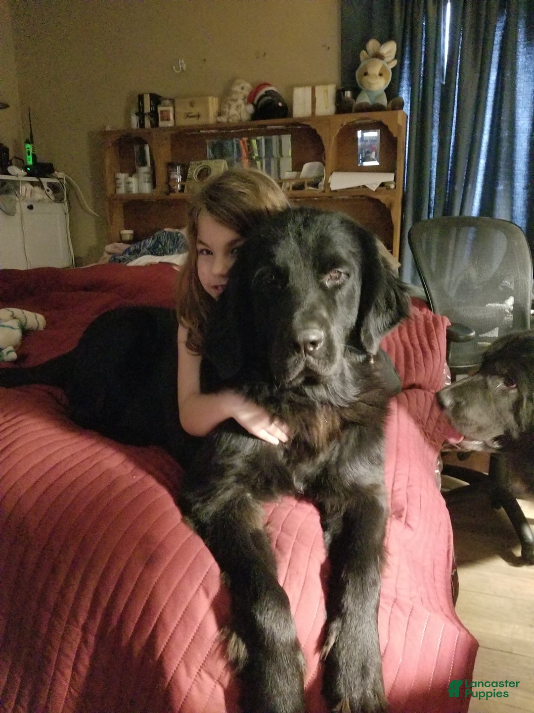 Newfoundland dogs for sale: Newfoundland Puppy 1 - Ad 8