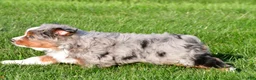 Miniature Australian Shepherd dogs for sale: Andre - Ad 10