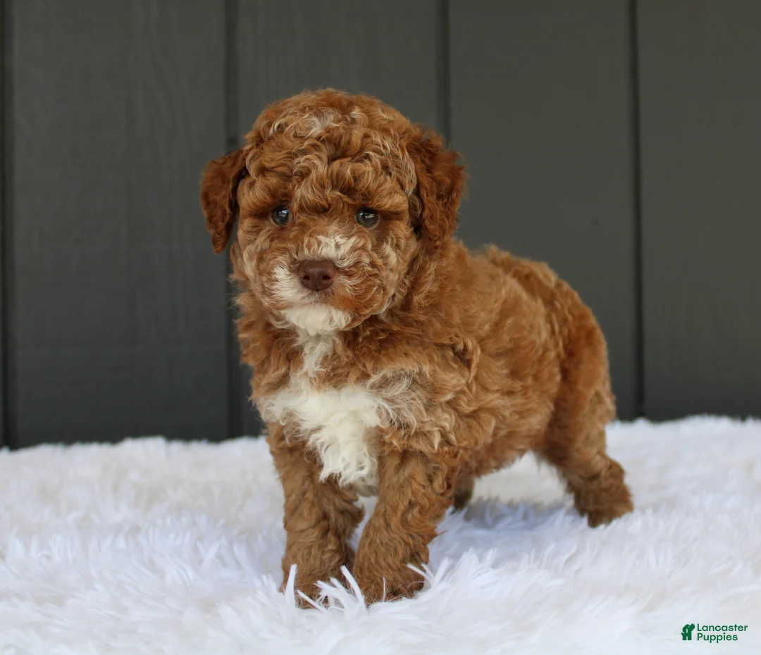 Miniature Poodle dogs for sale: AKC Archie - Ad 2