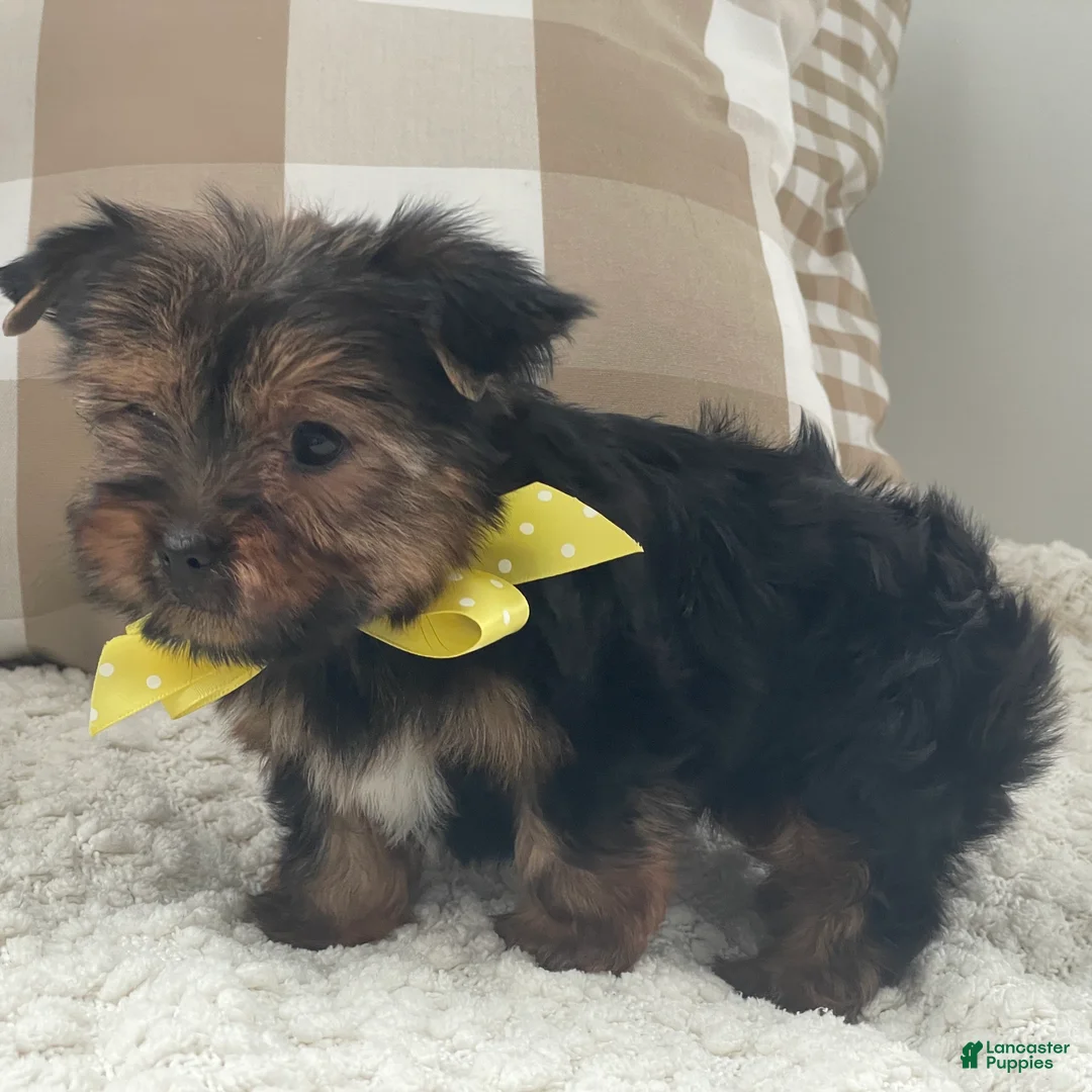Yorkshire Terrier dogs for sale: Fluffy - Ad 9