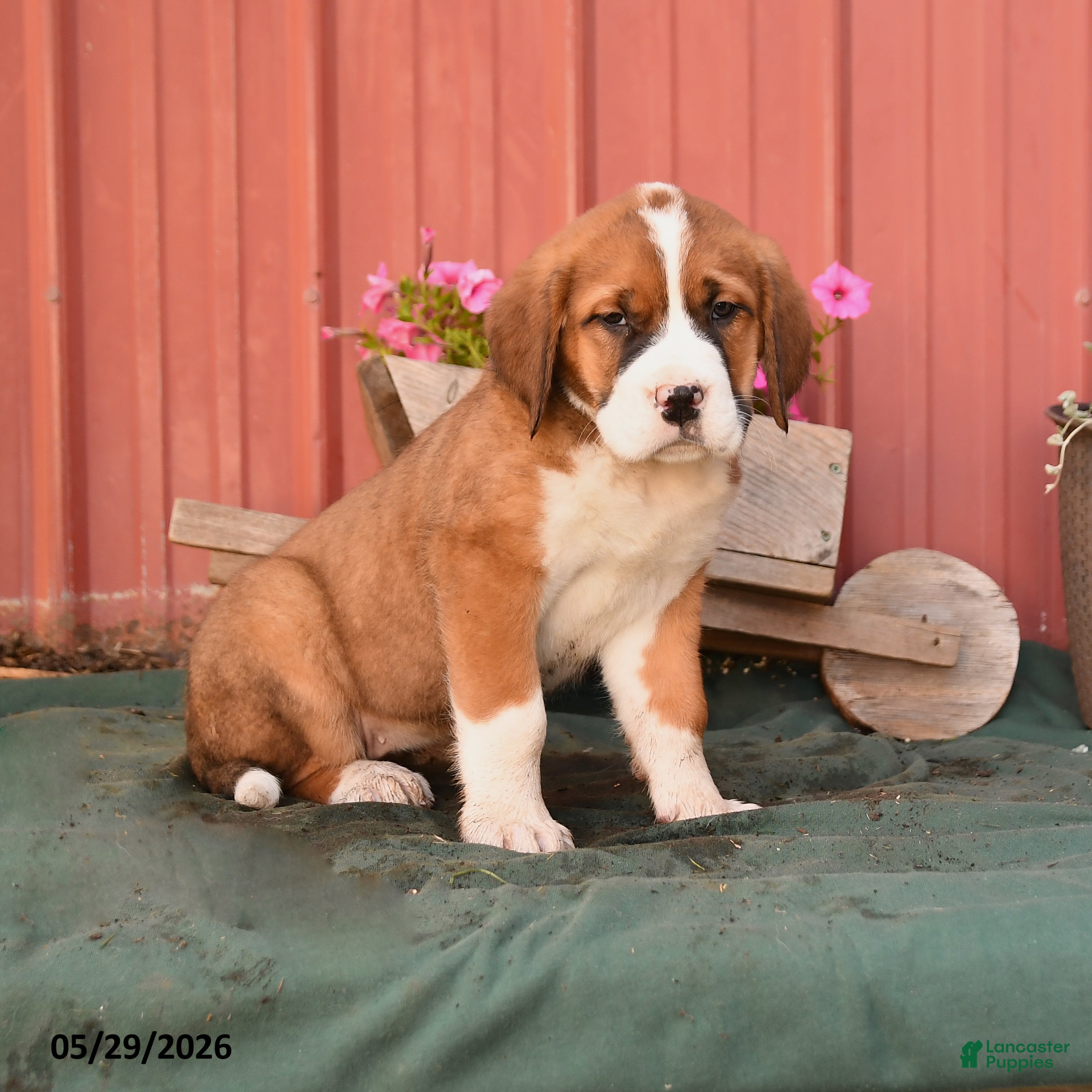 Mixed Breed dogs for sale: Kim  - Ad 3