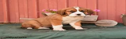 Mixed Breed dogs for sale: Kim  - Ad 1