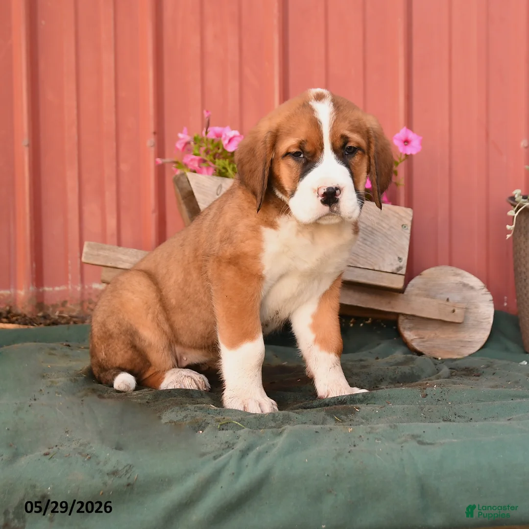 Mixed Breed dogs for sale: Kim  - Ad 1