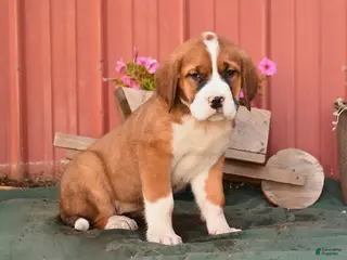 Mixed Breed dogs for sale: Kim - Ad 3