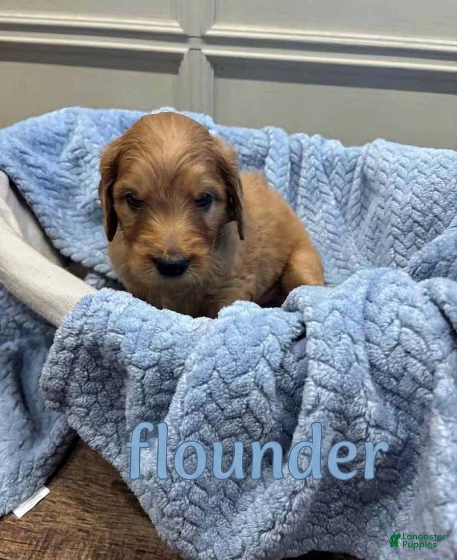 Goldendoodle dogs Flounder - Ad 5