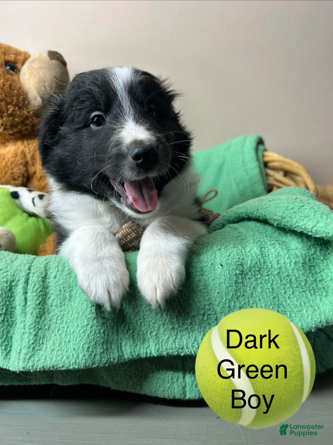 Shetland Sheepdog dogs for sale: Shetland Sheepdog Puppy 3 - Ad 1