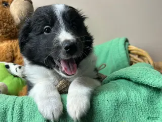 Shetland Sheepdog dogs Shetland Sheepdog Puppy 3 - Ad 40