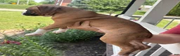Boxer dogs for sale: Clovis  - Ad 6