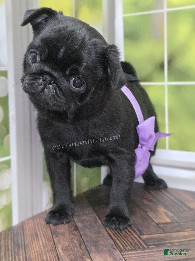 Pug dogs Purple Bow - Black Female - Stellar Champion Pedigree - Ad 2